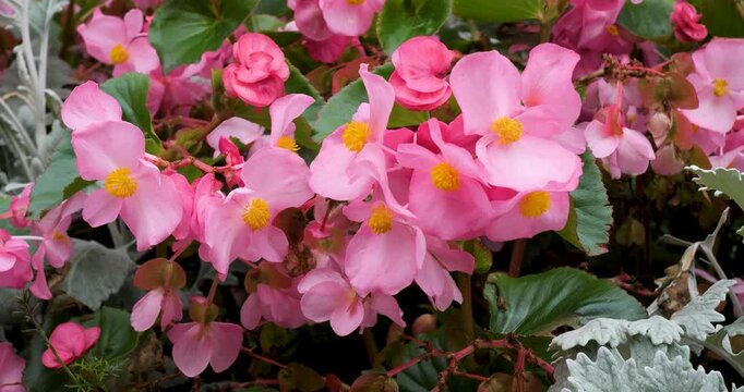 Wax Begonia, Pink flowering begonia at Victoria Butchart Gardens,British Columbia,Canada.