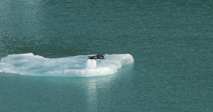 Harbor seal with pup on an iceberg at Dawes Glacier, Endicott Arm fjord, Alaska.