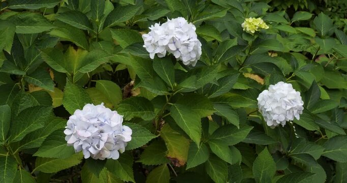Hydrangea macrophylla in Victoria Butchart Gardens,British Columbia,Canada.