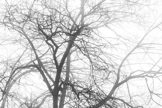 A tree with spreading bare branches, the canopy in winter, fog in the air.