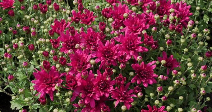 Purple Chrysanthemum in Victoria Butchart Gardens,British Columbia,Canada.
