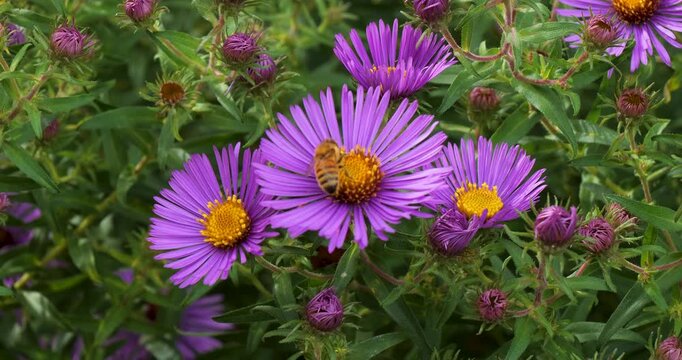 Bee pollinating a New England Aster (Symphyotrichum novae-angliae) in Victoria Butchart Gardens,British Columbia,Canada.