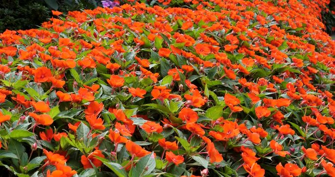 Begonia in Victoria Butchart Gardens,British Columbia,Canada.