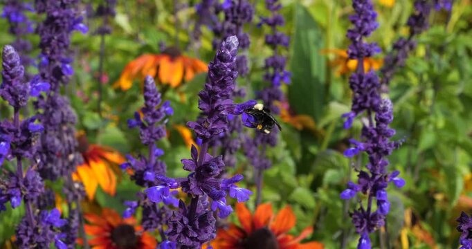 Yellow faced bumblebee pollinating Salvia mealycup sage (Salvia farinacea) in Victoria Butchart Gardens,British Columbia,Canada.Bumblebees are very attracted to mealycup sage.