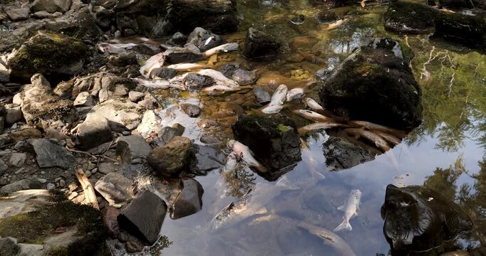 Salmon swim against the stream to the upper reaches of rivers to spawn in Alaska.The life cycle of an anadromous salmon.