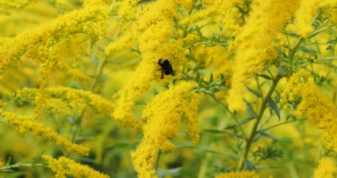 Yellow faced bumblebee pollinating Solidago (Goldenrod) in Victoria Butchart Gardens,British Columbia,Canada.