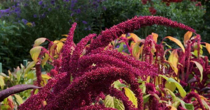 Amaranth (Pigweed) in Victoria Butchart Gardens,British Columbia,Canada.