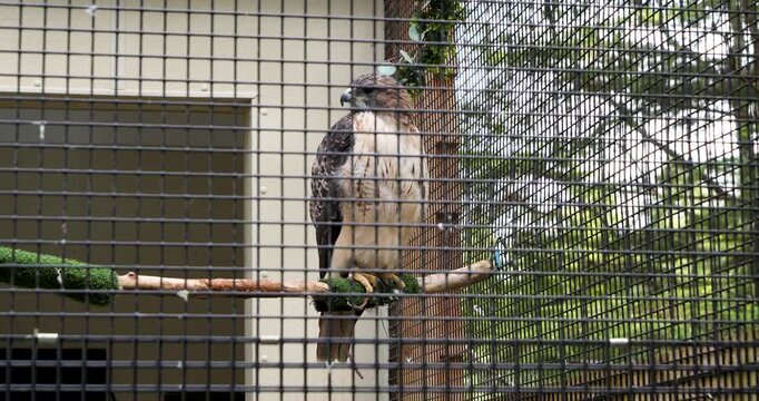 Red-tailed hawk (Buteo jamaicensis) at Sitka Alaska Raptor Center.