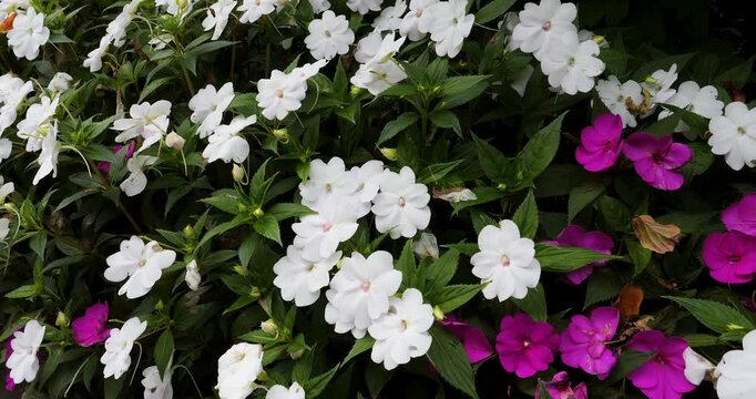 Sunpatiens in Victoria Butchart Gardens,British Columbia,Canada.