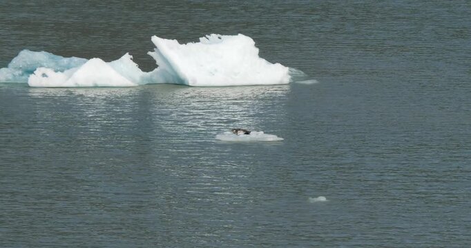 Harbor seals sitting on a small iceberg at Dawes Glacier, Endicott Arm fjord, Alaska.
