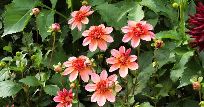 Dahlia Totally Tangerine in Victoria Butchart Gardens,British Columbia,Canada.