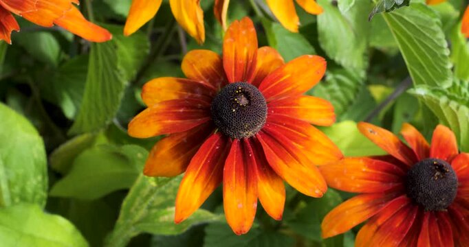 Black eyed susan flower (Rudbeckia hirta) in Victoria Butchart Gardens,British Columbia,Canada.
