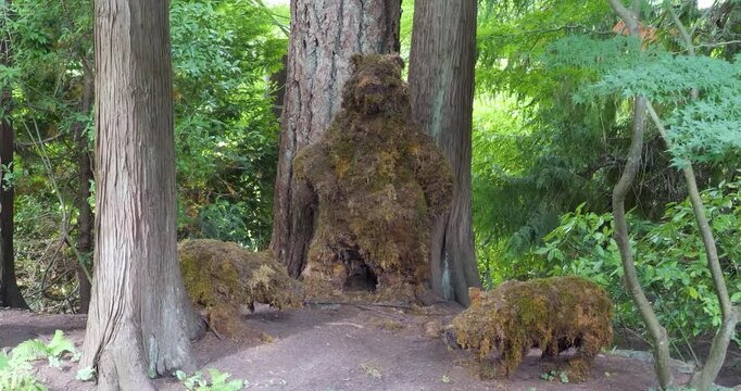Bear and cubs topiary at Victoria Butchart Gardens, British Columbia, Canada.