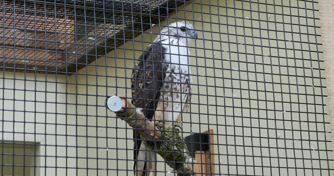Falcon at Sitka Alaska Raptor Center.
