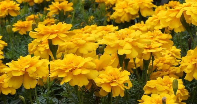 Mexican Marigold (Tagetes lemmonii,Aztec marigold) in Victoria Butchart Gardens,British Columbia,Canada.