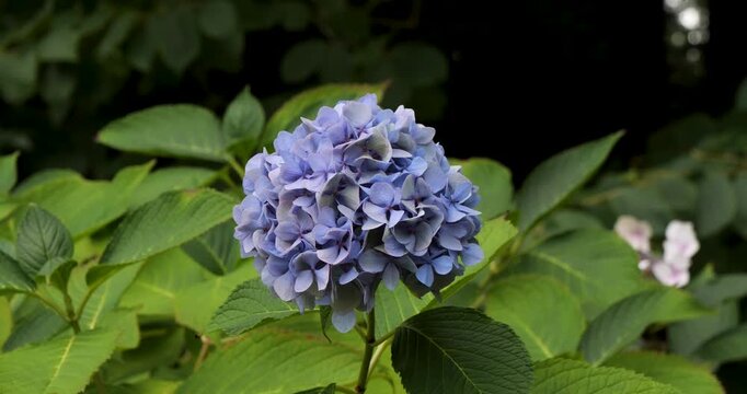 Blue Mophead Hydrangea (Hydrangea macrophylla) in Victoria Butchart Gardens,British Columbia,Canada.