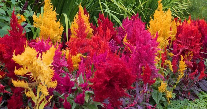 Plumed cockscomb (Celosia argentea) in Victoria Butchart Gardens,British Columbia,Canada.