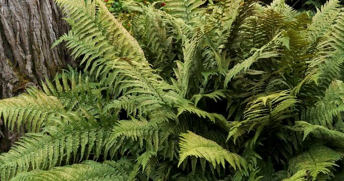 Male Fern (Dryopteris filix-mas) in Victoria Butchart Gardens,British Columbia,Canada.
