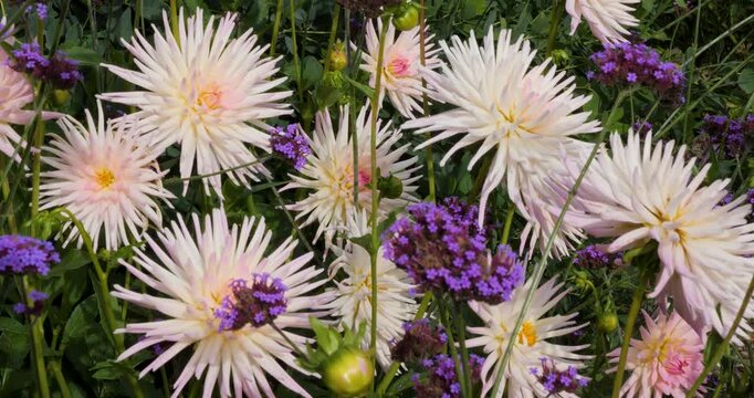 Spider Chrysanthemum flower in Victoria Butchart Gardens,British Columbia,Canada.