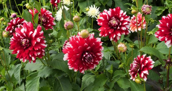 Dahlia "Mystery Day" in Victoria Butchart Gardens,British Columbia,Canada.