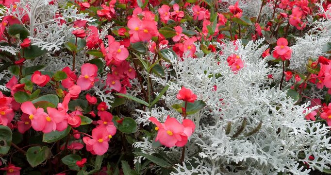 Begonia (Megawatt Rose Bronze Leaf) and Dusty Miller (Silverdust) in Victoria Butchart Gardens,British Columbia,Canada.