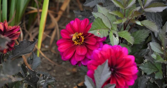 Bumblebee pollinating a Zinnia elegans flower in Victoria Butchart Gardens,British Columbia,Canada.