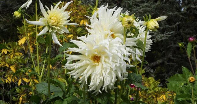 Dahlia &ldquo;Messenger from the Moon&rdquo; (Tsuki Yori no Shisha) in Victoria Butchart Gardens,British Columbia,Canada.