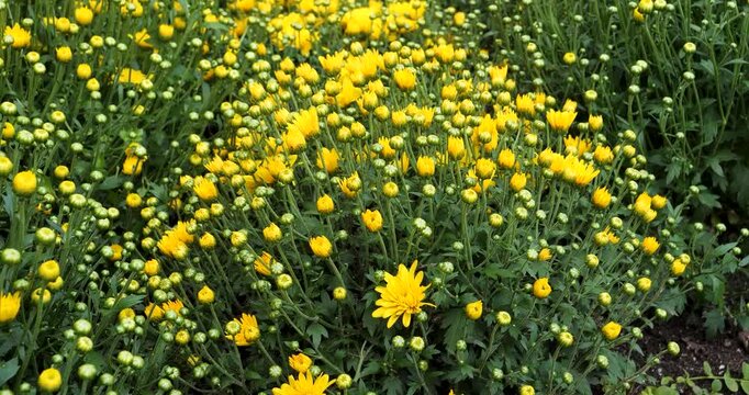 Yellow Chrysanthemum in Victoria Butchart Gardens,British Columbia,Canada.