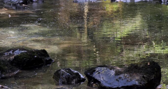 Salmon swim against the stream to the upper reaches of rivers to spawn in Alaska.
