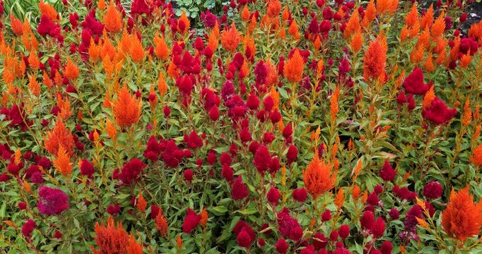Plumed cockscomb (Celosia argentea) in Victoria Butchart Gardens,British Columbia,Canada.