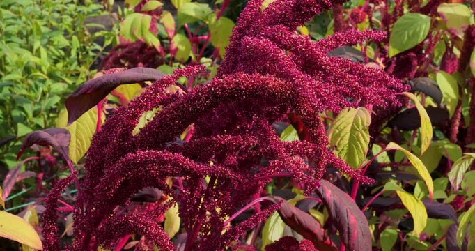 Amaranth (Pigweed) in Victoria Butchart Gardens,British Columbia,Canada.