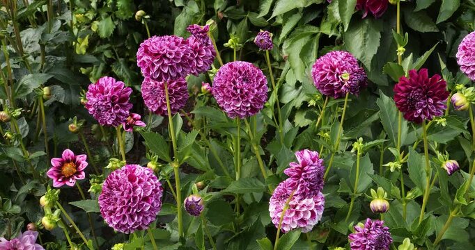 Dahlia Marble Ball in Victoria Butchart Gardens,British Columbia,Canada.