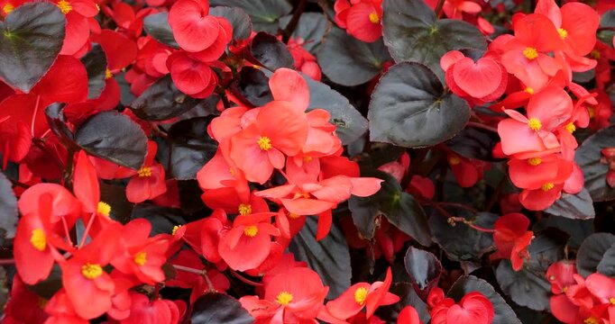 Red Wax Begonia in Victoria Butchart Gardens,British Columbia,Canada.
