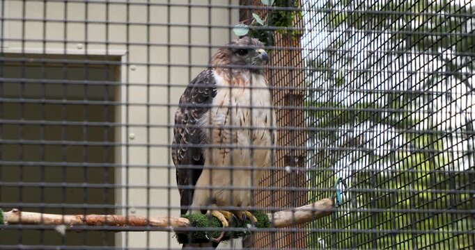 Red-tailed hawk (Buteo jamaicensis) at Sitka Alaska Raptor Center.
