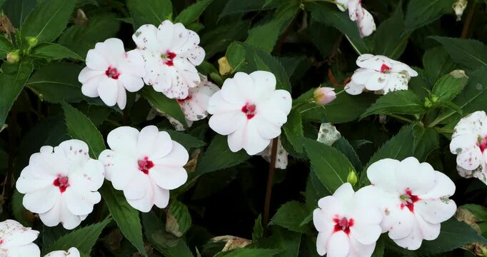 Impatiens sodenii (Poor man's Rhododendron) in Victoria Butchart Gardens,British Columbia,Canada.