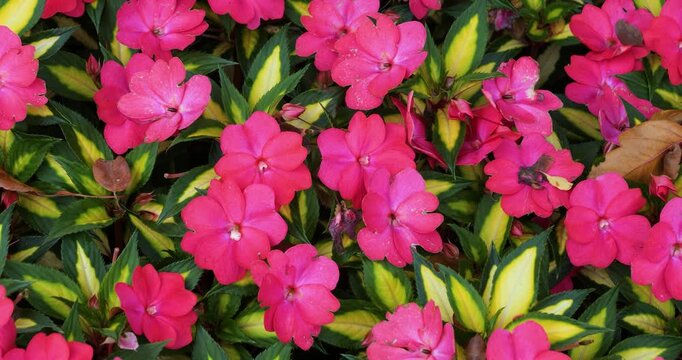 Pink Impatiens flower in Victoria Butchart Gardens,British Columbia,Canada.