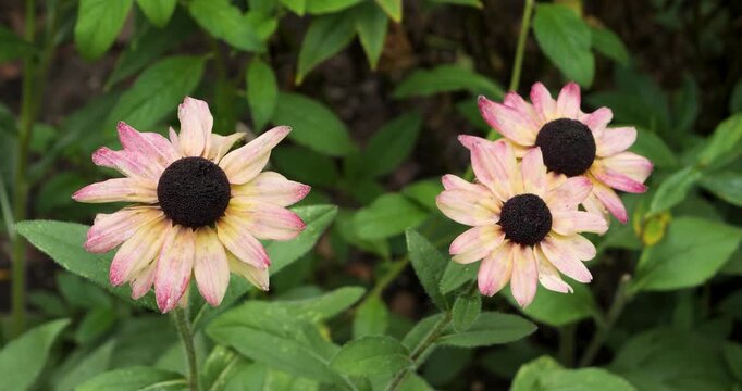 Rudbeckia Summerdaisy Pink and Lemon (Black-Eyed Susan) in Victoria Butchart Gardens,British Columbia,Canada.