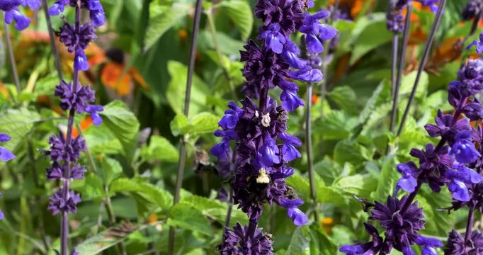 Yellow faced bumblebee pollinating Salvia mealycup sage (Salvia farinacea) in Victoria Butchart Gardens,British Columbia,Canada.Bumblebees are very attracted to mealycup sage.