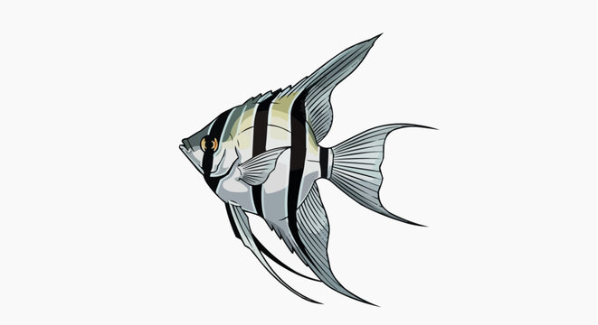 Angelfish are freshwater fish native to the Amazon and easily found in the riverbeds of the region, as well as in South America. They belong to the Cichlidae family and are ornamental species.