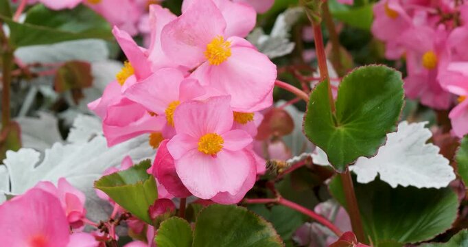 Bee pollinating a Wax Begonia in Victoria Butchart Gardens,British Columbia,Canada.