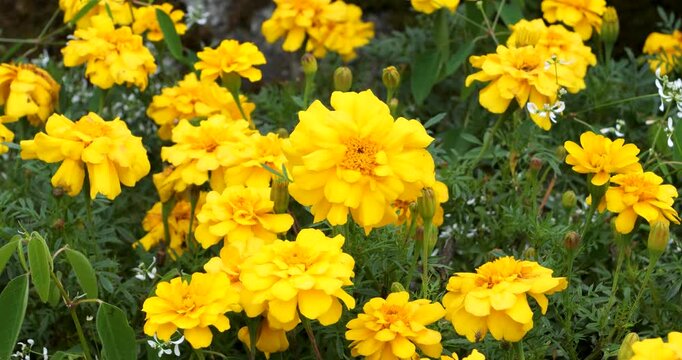 French marigold (Tagetes patula) in Victoria Butchart Gardens,British Columbia,Canada.