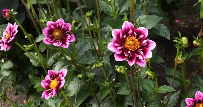 Dahlia Liquid Desire (Collarette Dahlia) in Victoria Butchart Gardens,British Columbia,Canada.