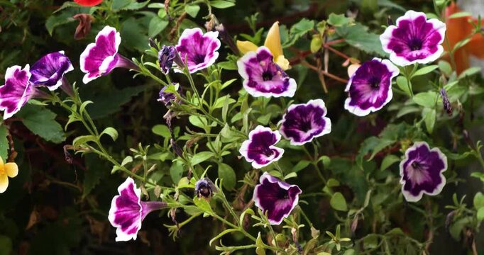 Purple petunias with a white border in Victoria Butchart Gardens,British Columbia,Canada.