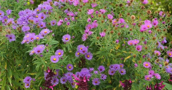 New England Aster (Symphyotrichum novae-angliae) in Victoria Butchart Gardens,British Columbia,Canada.
