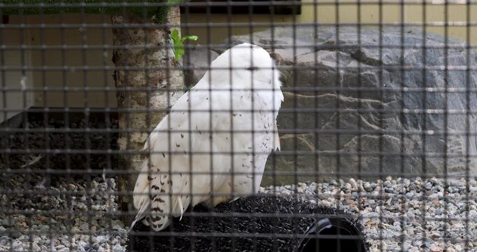 Snowy Owl (Bubo scandiacus) at Sitka Alaska Raptor Center.