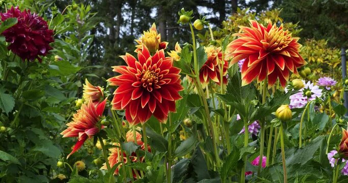Decorative Dahlias (Dahlia Caballero) in Victoria Butchart Gardens,British Columbia,Canada.