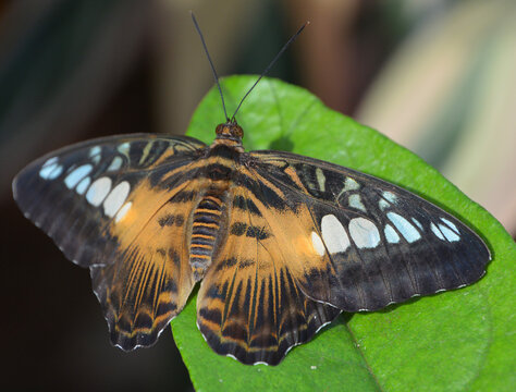 Heliconius hecale, the tiger longwing, Hecale longwing, golden longwing or golden heliconian, is a heliconiid butterfly that occurs from Mexico to the Peruvian Amazon