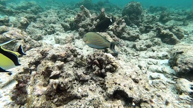 Acanthurus lineatus, the lined surgeonfish and the Moorish idol (Zanclus cornutus) 