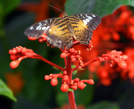 Heliconius hecale, the tiger longwing, Hecale longwing, golden longwing or golden heliconian, is a heliconiid butterfly that occurs from Mexico to the Peruvian Amazon