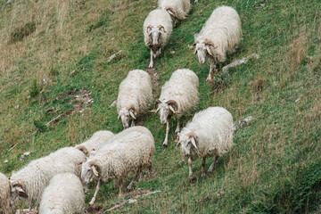 Fototapeta premium Slow Descent Through Mountain Grass as a Quiet Herd Finds Its Natural Rhythm